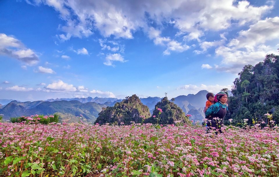 First Buckwheat flower festival to be held in Ha Giang