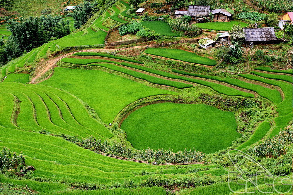 Lao Cai Enhances Agricultural Product Quality for Tourists
