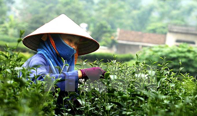 Tea Festival Attracts International Participants