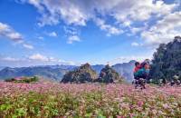 First Buckwheat flower festival to be held in Ha Giang