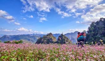 First Buckwheat flower festival to be held in Ha Giang