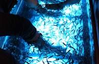 Fish Massage: A Fishy Way to Unwind in Vietnam