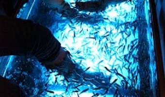 Fish Massage: A Fishy Way to Unwind in Vietnam