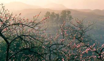 Ham Rong Mountain, Wonderful Flower Garden in Sa Pa