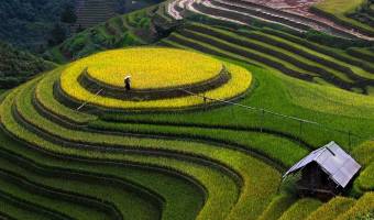 National Week Honours Mu Cang Chai Terraced Paddy Fields