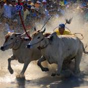 Oxen Race at Khmer Dolta Festival