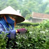 Tea Festival Attracts International Participants