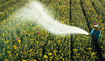 Thai Phien Flower Village in Dalat