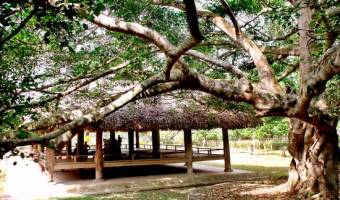 Visit Tan Trao Special National Historical Relic